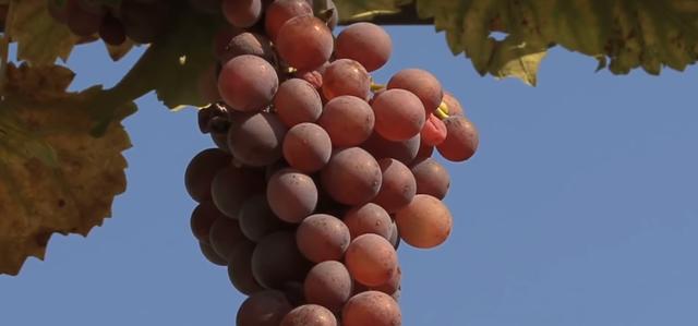 世界十大最贵水果（世界上最贵的水果前十名） 5