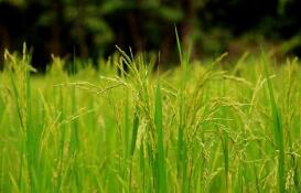 称“稻花香”商标遭擅用，生产商、销售商均被诉侵权