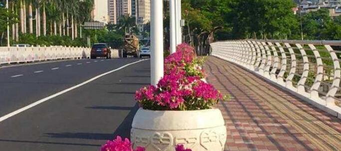 厦门15家生产户获“同安红”三角梅地理商标授权