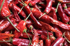 高向秋：黑土地上的“辣椒王”